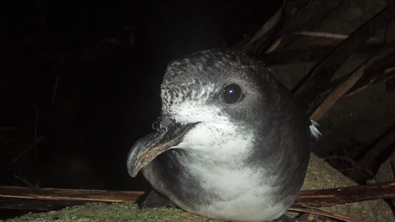 CSIRO confirms Qld’s first case of bird flu in petrel found off Brisbane