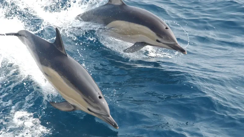 ‘Forever chemicals’ could be aging dolphins beyond their years