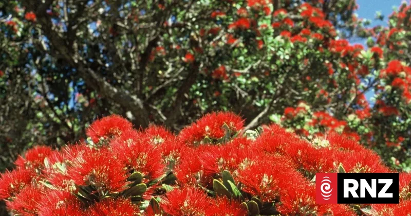 Investigation launched after pōhutukawa trees poisoned