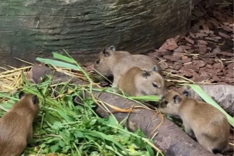 Four capybara pups born in Mandai on Capybara Appreciation Day