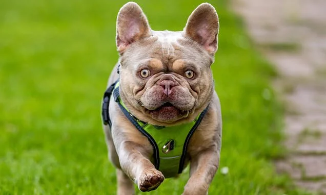 Stop buying flat-faced dogs! RSPCA reports a 3800% increase in French Bulldogs coming into its care over the last 10 years - as owners struggle to cope with the repercussions of their 'cute' features