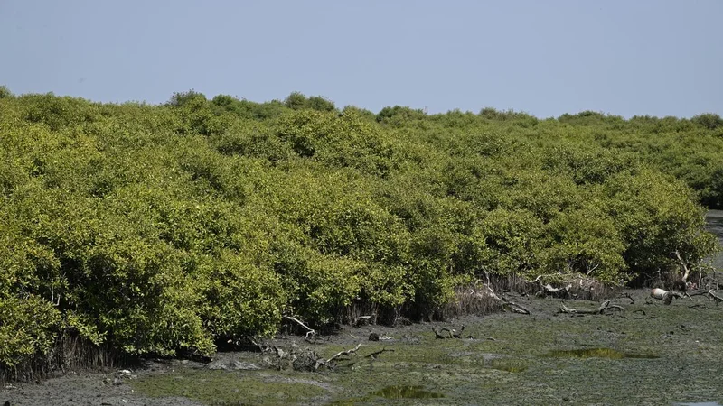 Supreme Court says 10 km radius buffer for mining extends to all wetland reserves