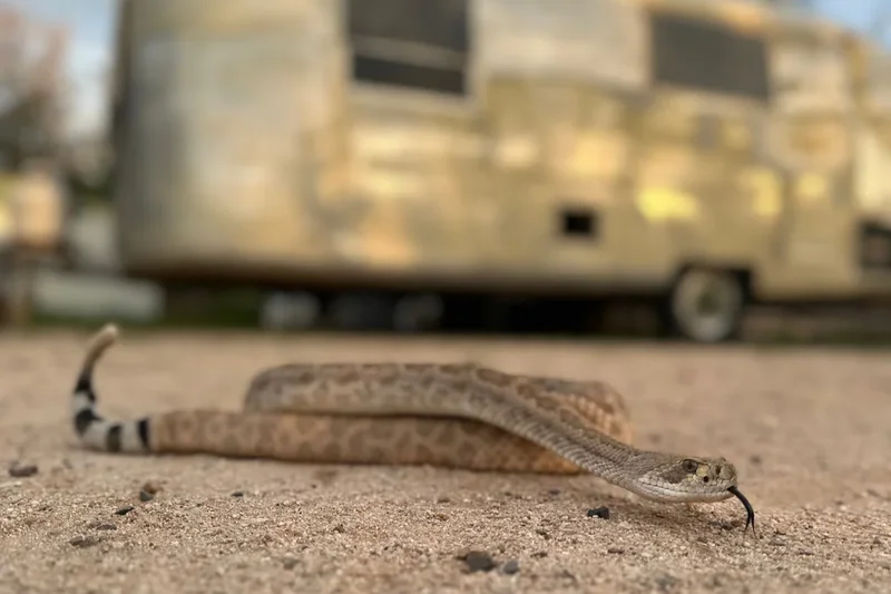 Leave it: Dog trainers help pets avoid poisonous snakes