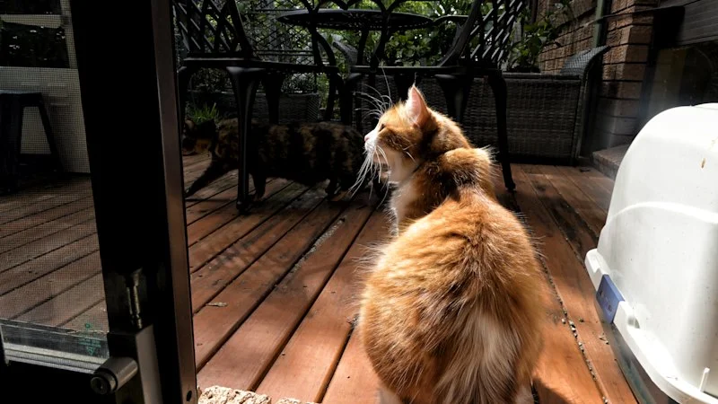 Lockdowns are looming for Perth’s roaming cats. Here’s what you need to know