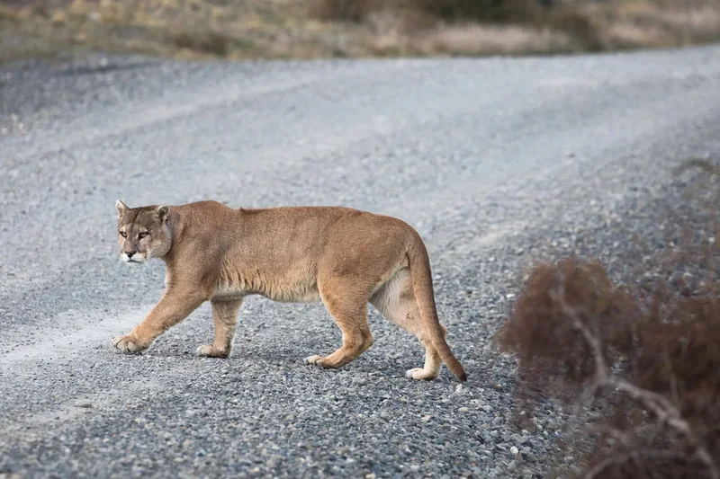 How living near mountain lions might actually make you safer