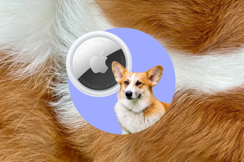 The everyday tech I use to track my corgi