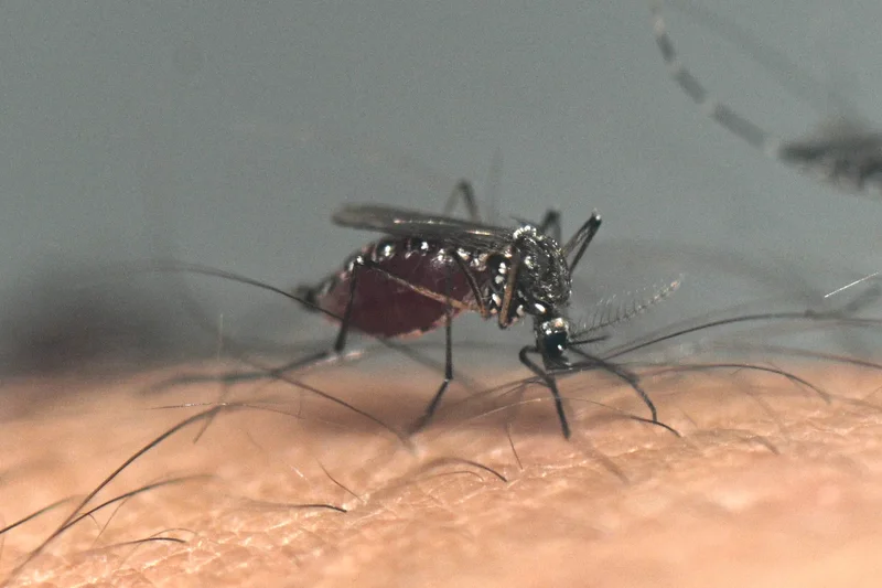 A deadly brain-swelling illness spread by mosquitoes is on the rise in the US