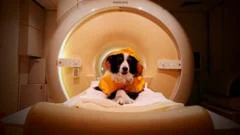 We should smile at our dogs - a new scientific study reveals why