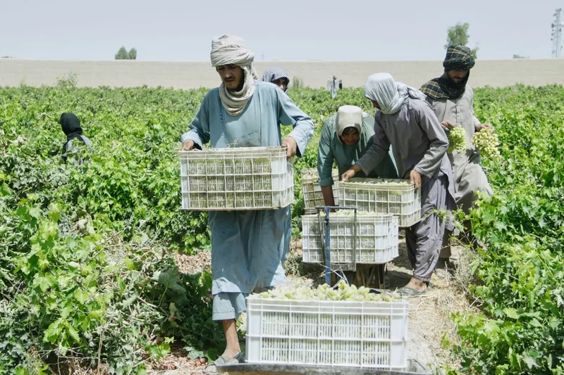 Afghanistan’s grape harvest is turning into raisins — literally — as exports collapse