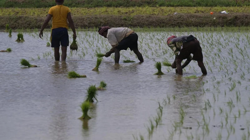Kerala floods: State seeks ₹110-crore emergency relief from Centre to offset farm sector losses