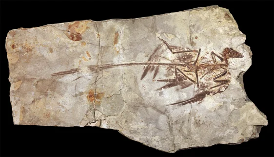 Here’s Why There Aren’t Any Tiny Dinosaurs