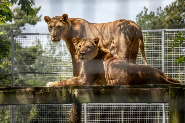 Three lions die in Japanese zoo from suspected heatstroke
