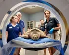Rhossi, a rare sea turtle, recovers after 5,000-mile trek from Wales to Texas