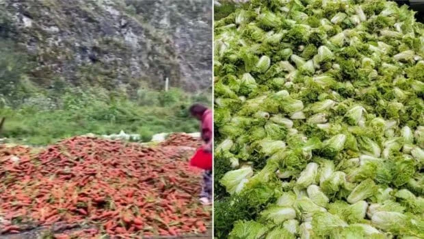 No buyers, low prices force Benguet farmers to discard veggies