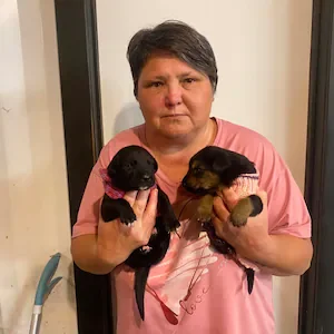 SPCA investigates sale of young puppies near Kaitāia market
