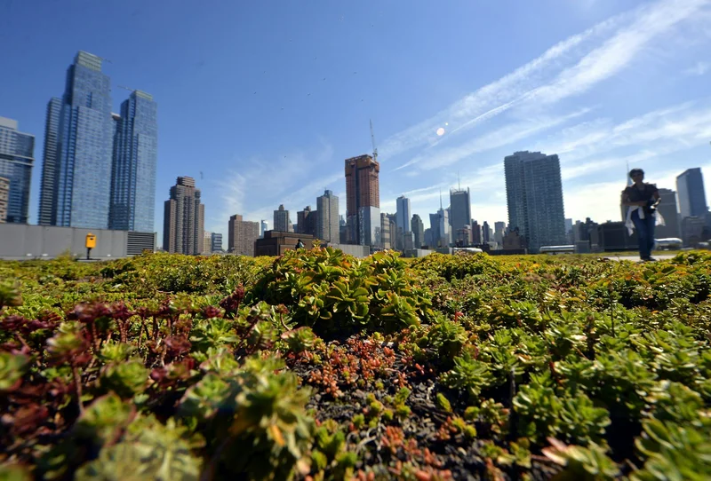 Green roofs can help cool cities in the summer heat, but building them is only the first step – many don’t survive