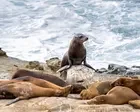 Teenager pleas guilty to attacking California sea lion in viral video