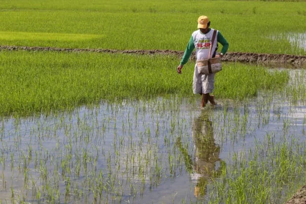 PH, S. Korea reaffirm partnership to strengthen rice supply chain