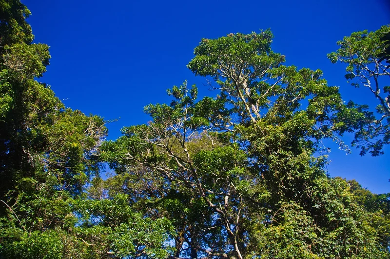 The 5 Oldest Forests on the Planet You Can Still Visit