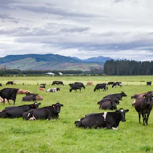 Pāmu profit rises a third to $160m as commodity prices lift farm results