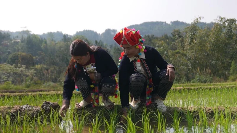 Vietnam's indigenous Hmong people forced to adapt to climate crisis
