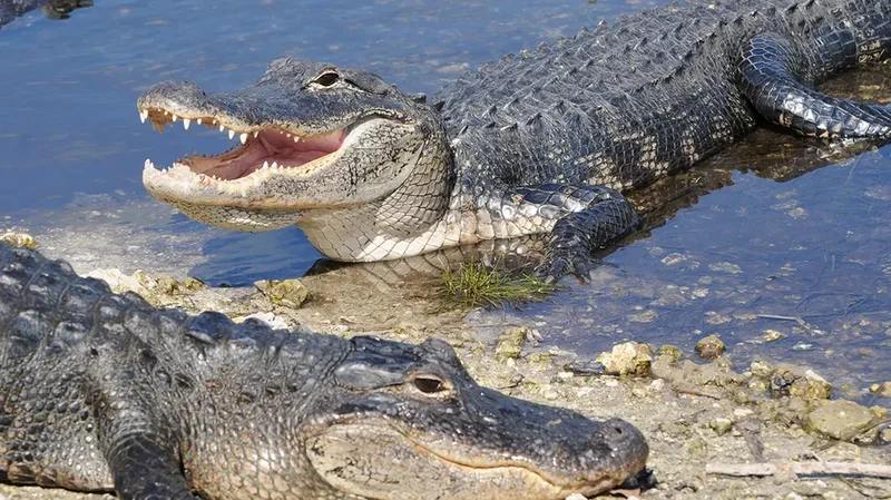 Boater scared off alligator, then used rope to stop bleeding after Florida woman lost arm