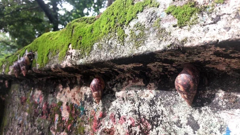 KAU calls for community action to check spread of Giant African snail