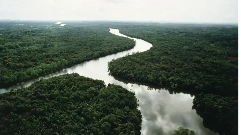 China’s native-tree islands restored only part of a damaged forest
