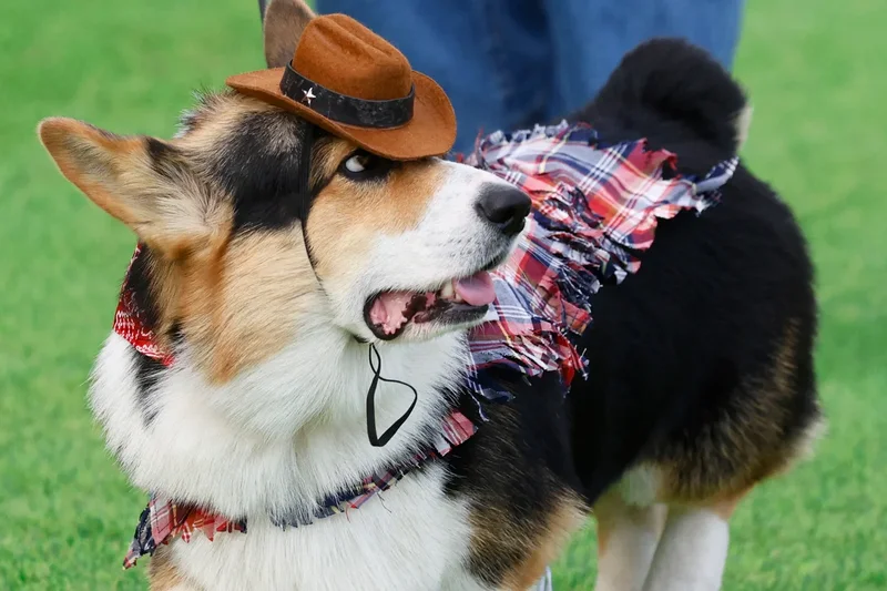 Corgis flown in from around the world to compete in costume and loudest bark contests