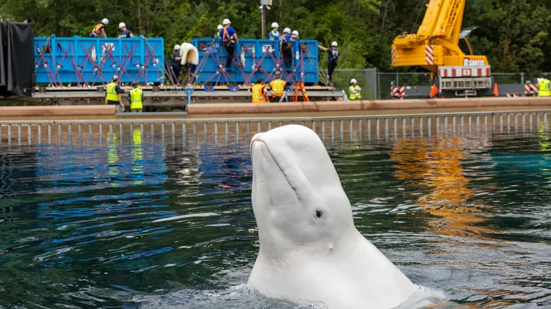 More Marineland whales headed to U.S. aquariums
