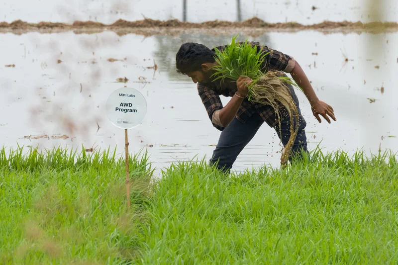 Saudi Aramco backs India’s Mitti Labs to make Asia’s rice farming more water-resilient