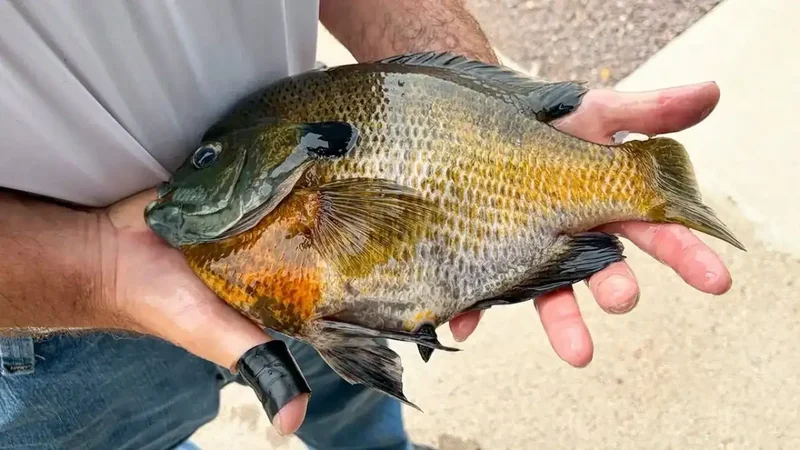 Minnesota retiree lands 2.21-pound state-record bluegill on new rod