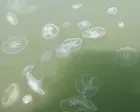 ‘Its pretty much a guarantee you’ll get stung’: jellyfish keep swimmers out of Delaware beaches