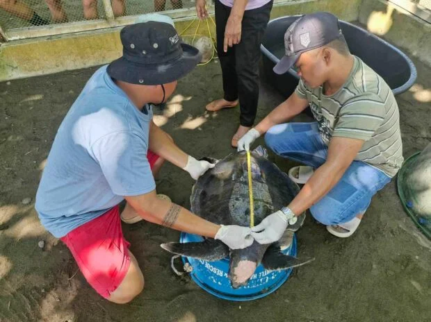 Loggerhead sea turtle freed in Zamboanga del Norte