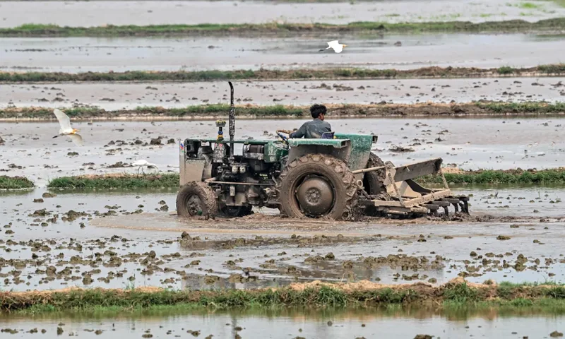 Pakistan, New Zealand seek to boost cooperation in agri, education sectors