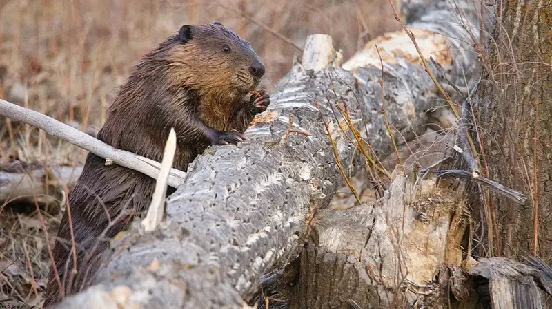 Maryland rocked by third beaver attack in weeks after 2 animals test positive for rabies