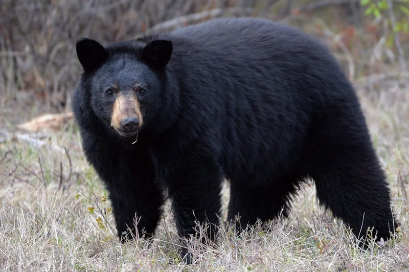Three-year-old girl attacked by bear outside home in Maple Ridge, B.C.
