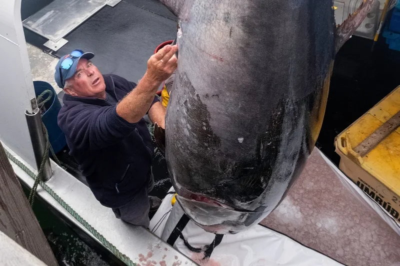 First bluefin tuna since 1939 caught and landed in the North Sea