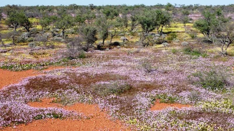 In WA’s ochre-red Mid West, a cyclone’s deluge fuels carpets of wildflowers