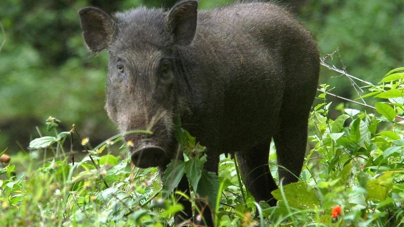 Man electrocuted from wild boar trap in Kerala’s Palakkad