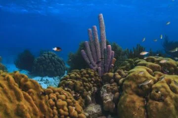 Bonaire’s coral reef is disappearing, researchers warn