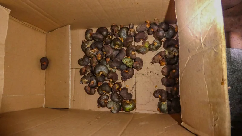 Ghana Processes Under 6% of the Cashew It Grows