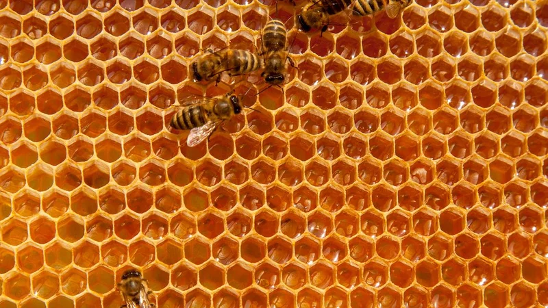 Firecrackers trigger a bee attack, 60 injured near Chittoor