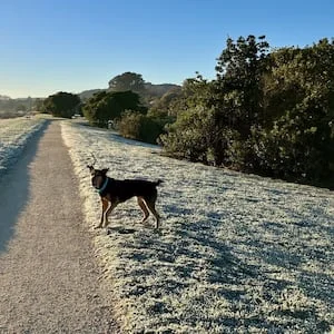 Napier hits -3.5C as severe frost blankets Hawke’s Bay