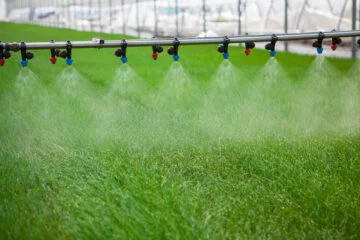 Glasshouses feel cost of drought as sprinkler ban imposed