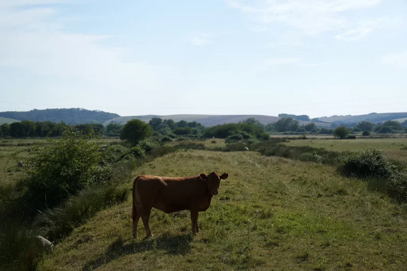 Man, 78, killed after being ‘trampled by cattle’ at National Trust estate