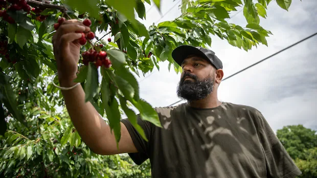 Following fire, Summerland, B.C., orchards race to save fruit from spoilage