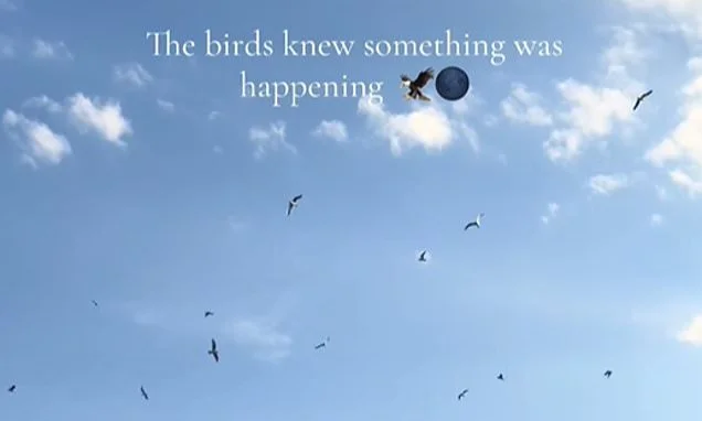 'They knew something was happening': Videos show birds thrown into state of confusion during dramatic solar eclipse