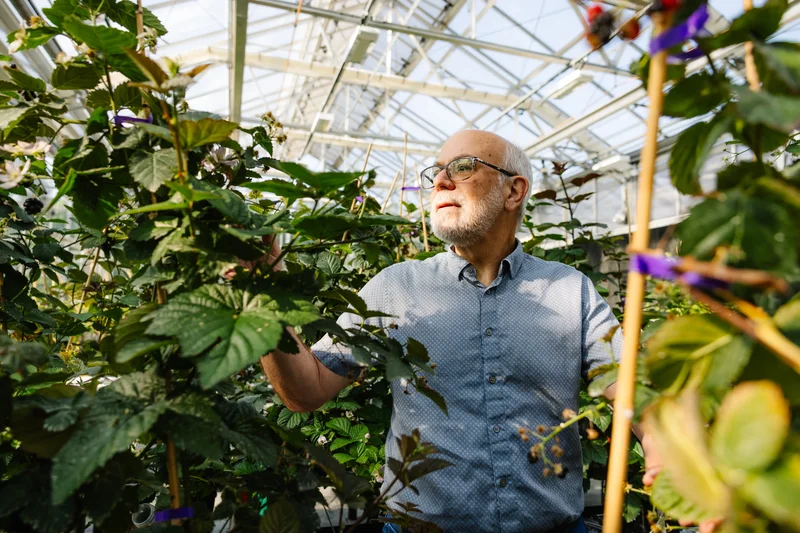 Seedless Blackberries and Cherries That Grow on Bushes Vie to Be the Future of Food