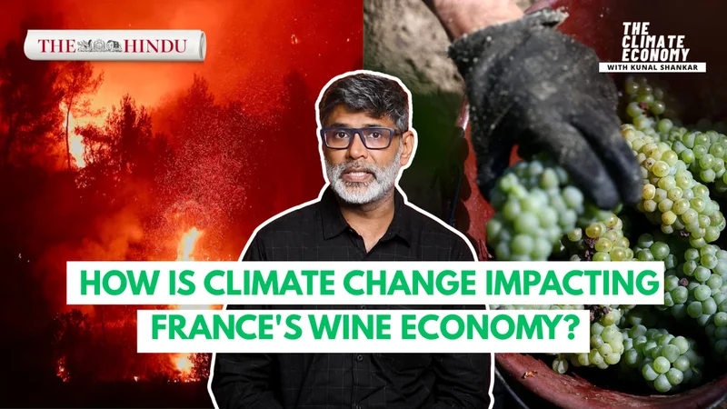 Europe’s wildfires and the changing taste of French wine | The Climate Economy